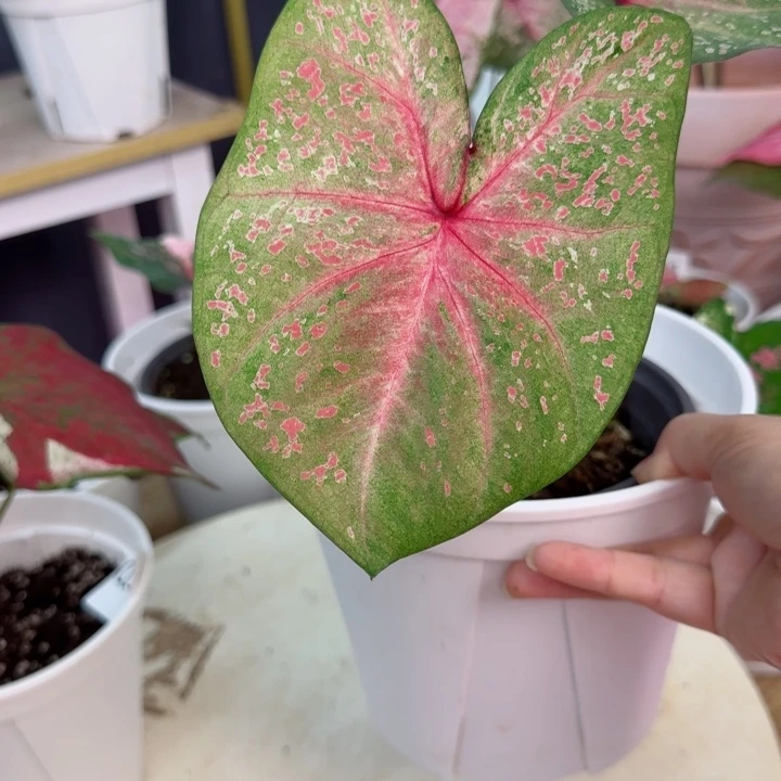 无花朵泰彩Q5561…