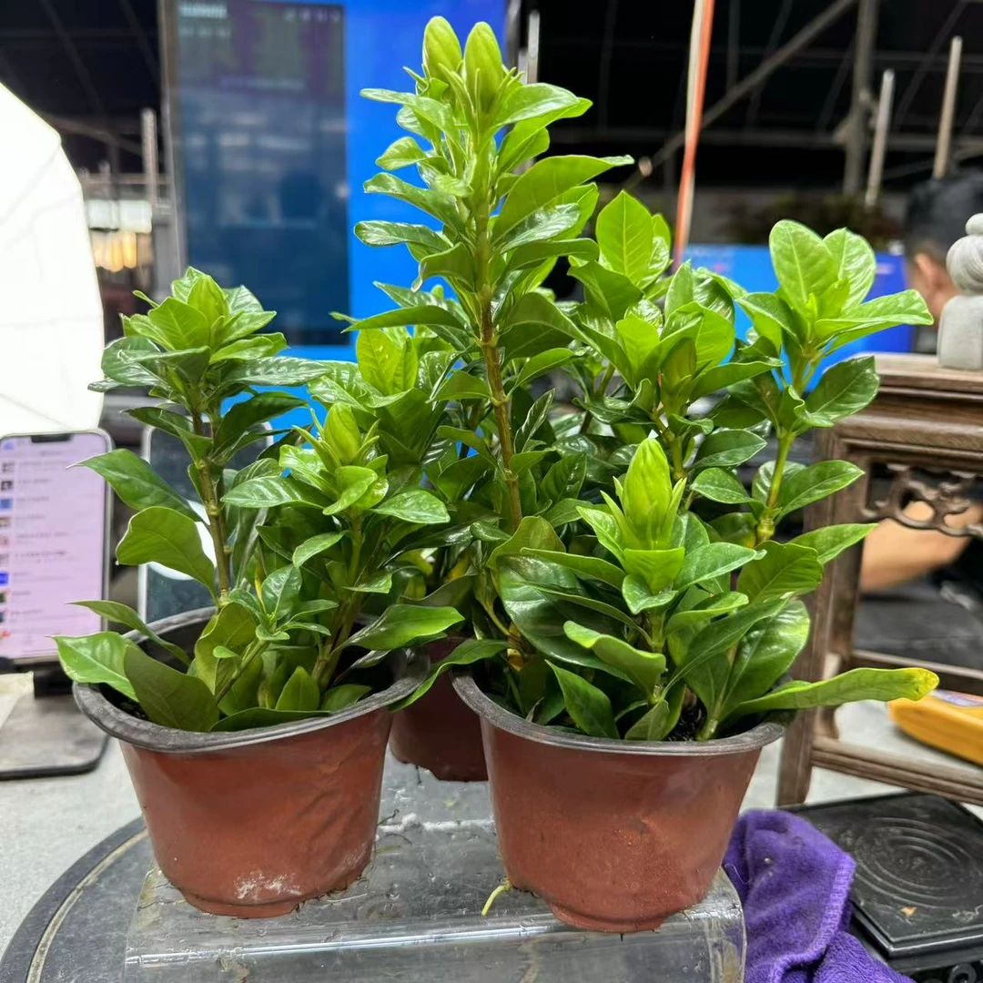 921# 原盆#栀子花盆景