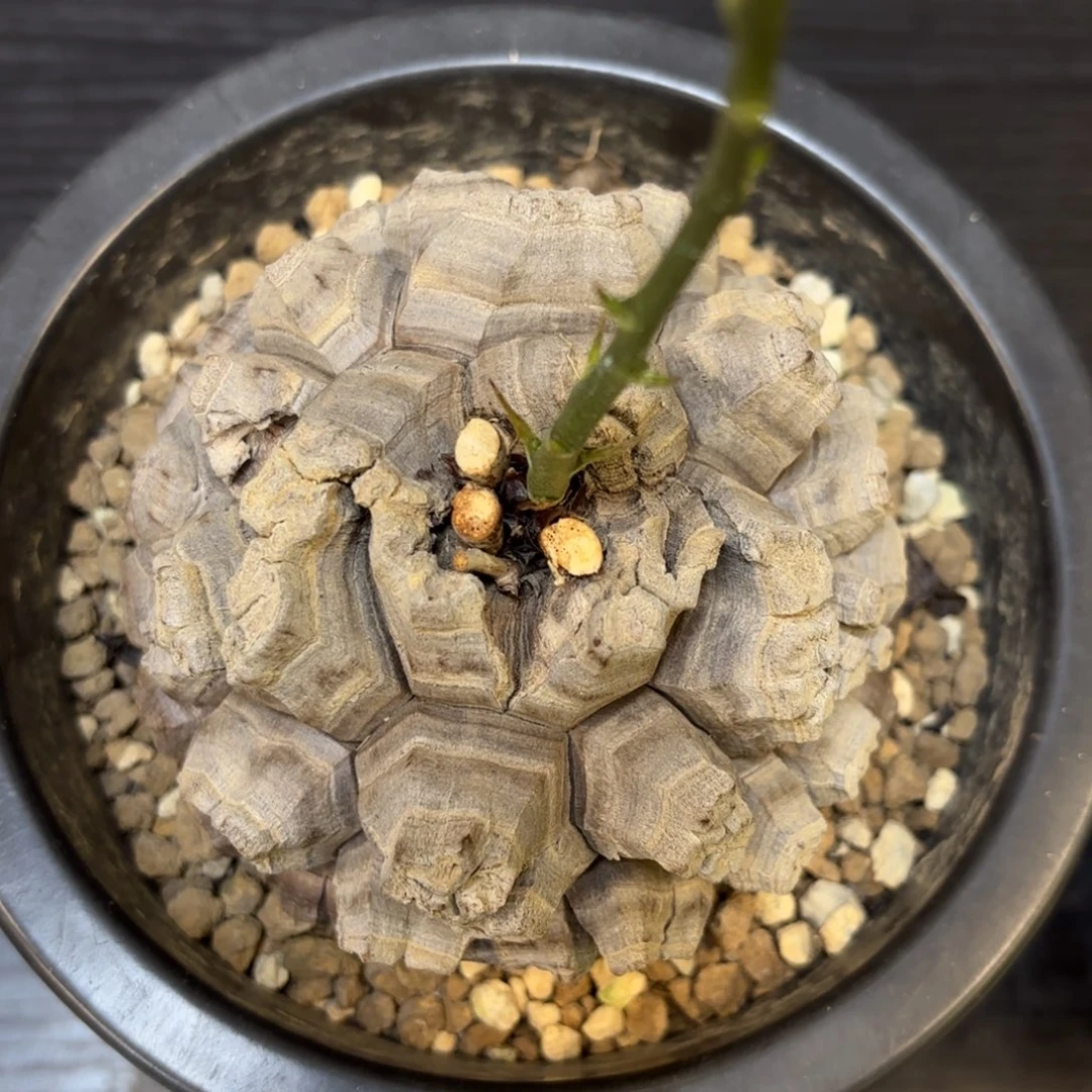 5号龟甲龙带盆包邮不退不换