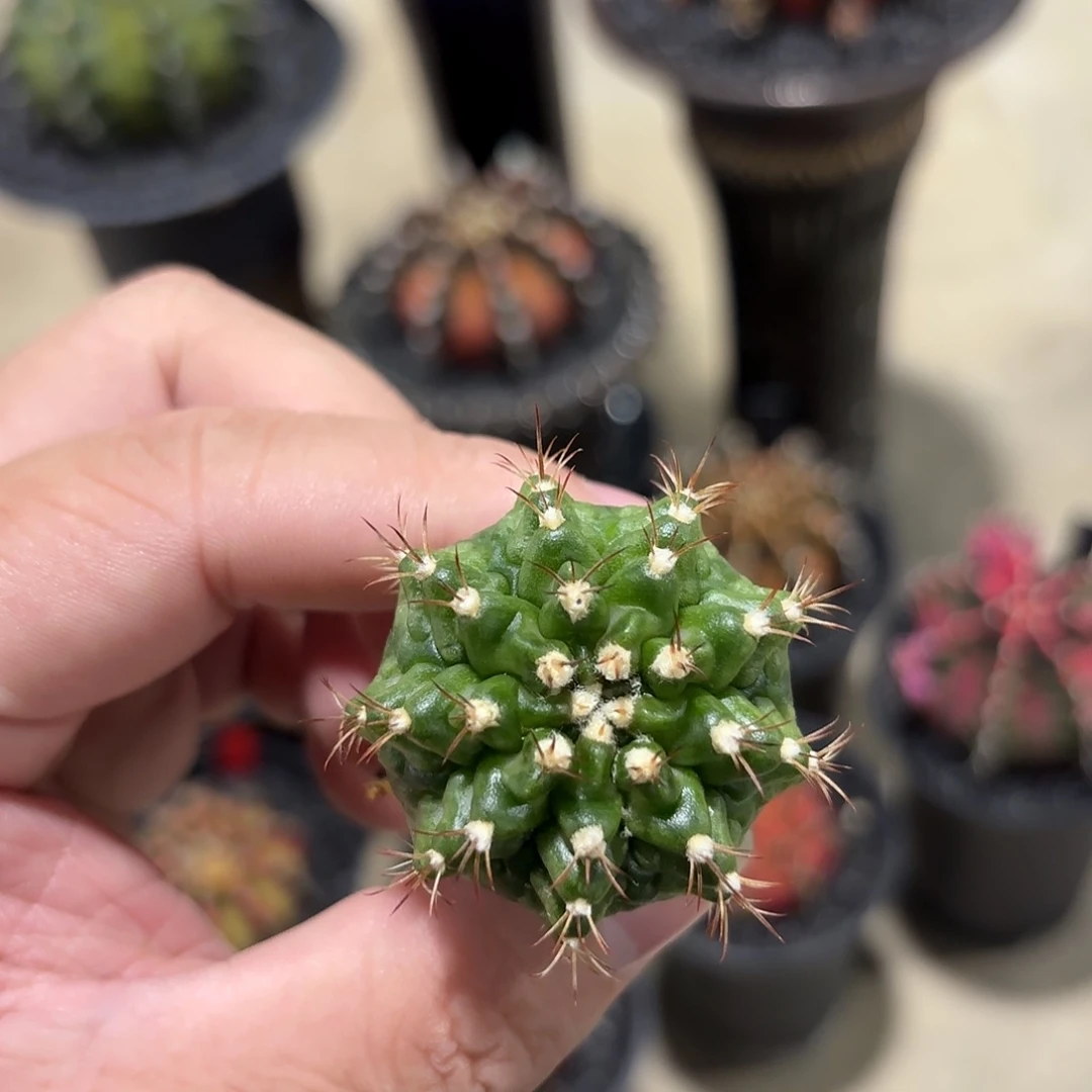 泰国米哈实生09-1112