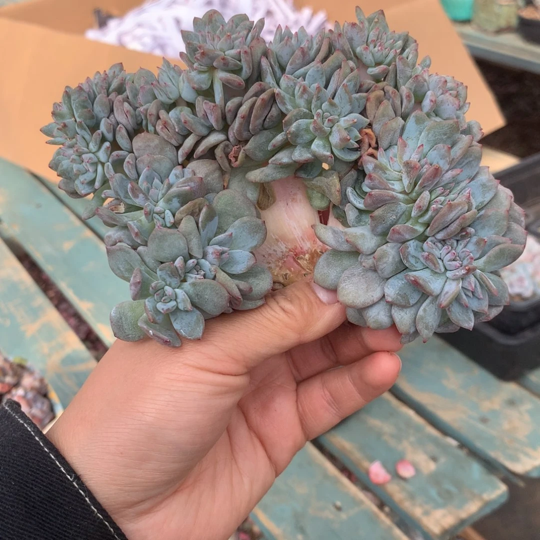 无花朵花花花花花花花27