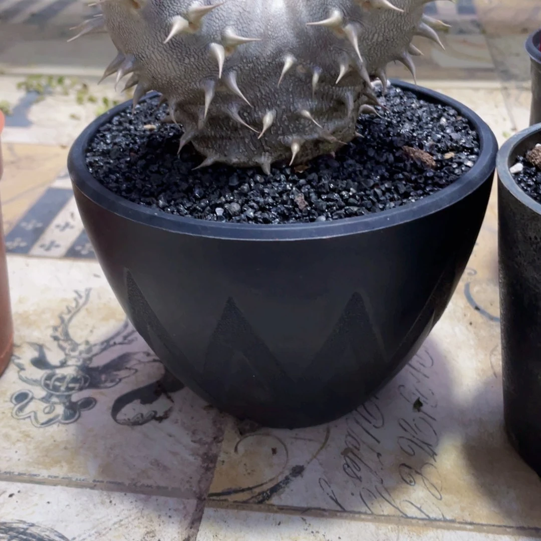 ?*敢惠比大黑11111111111