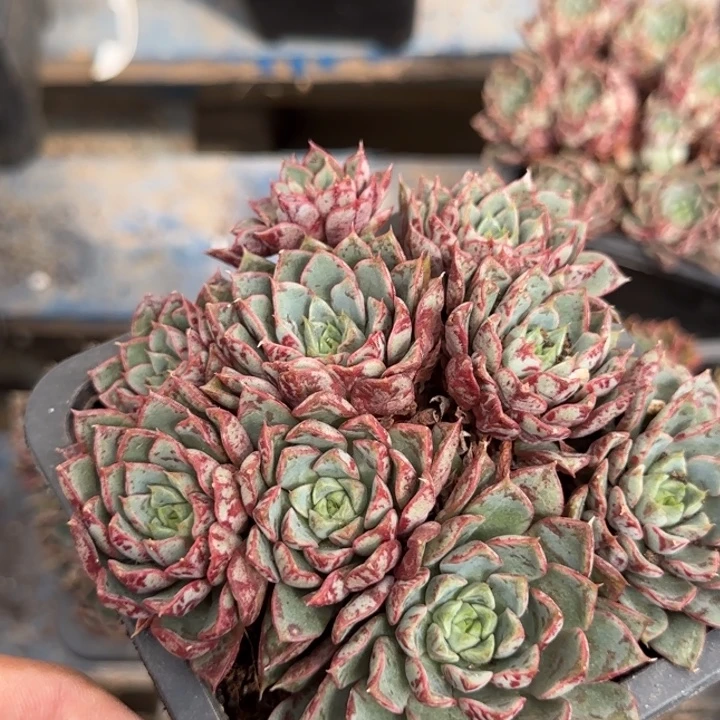 血燕惊鸿一物一拍包装收缩花旱