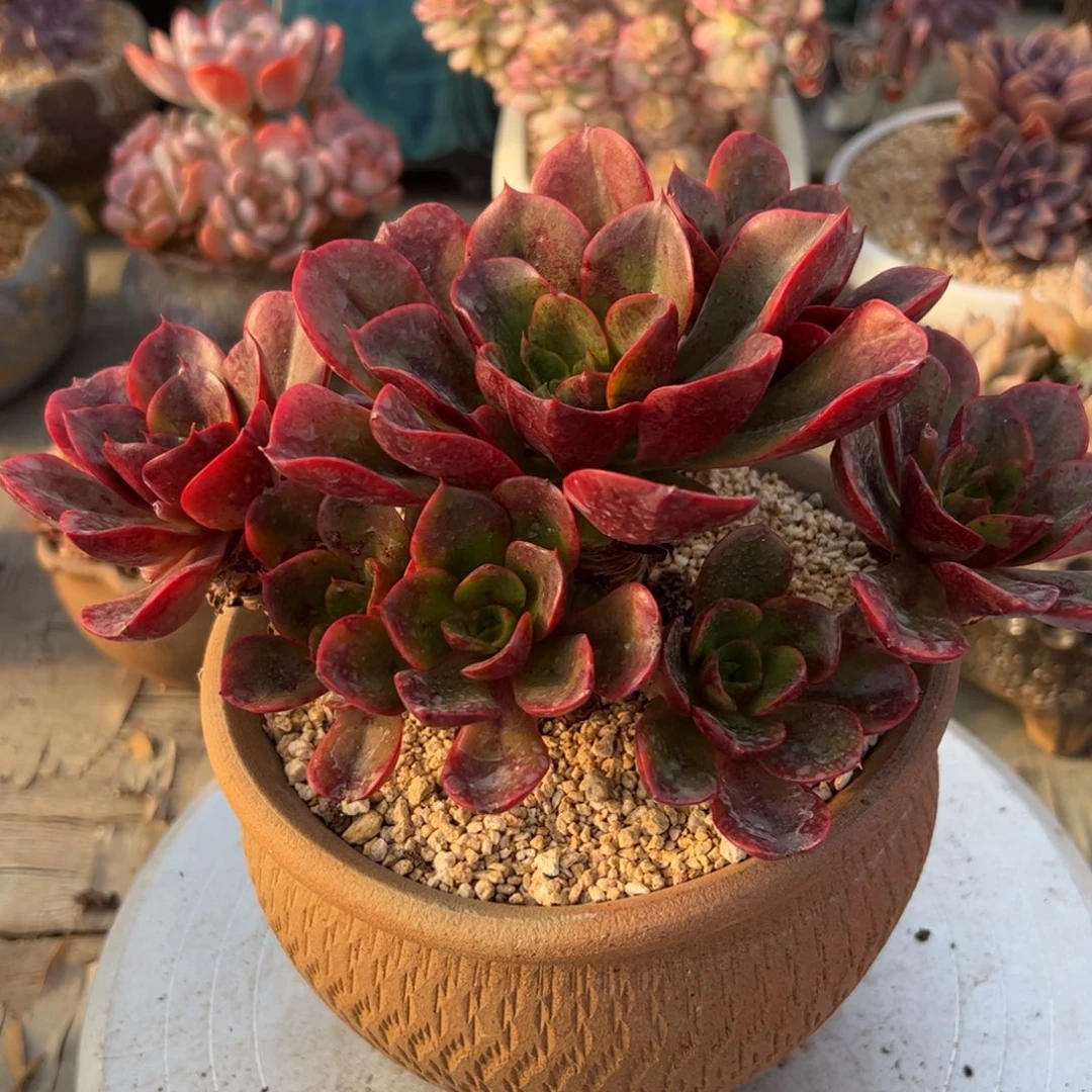 克劳斯38 零零多肉植物