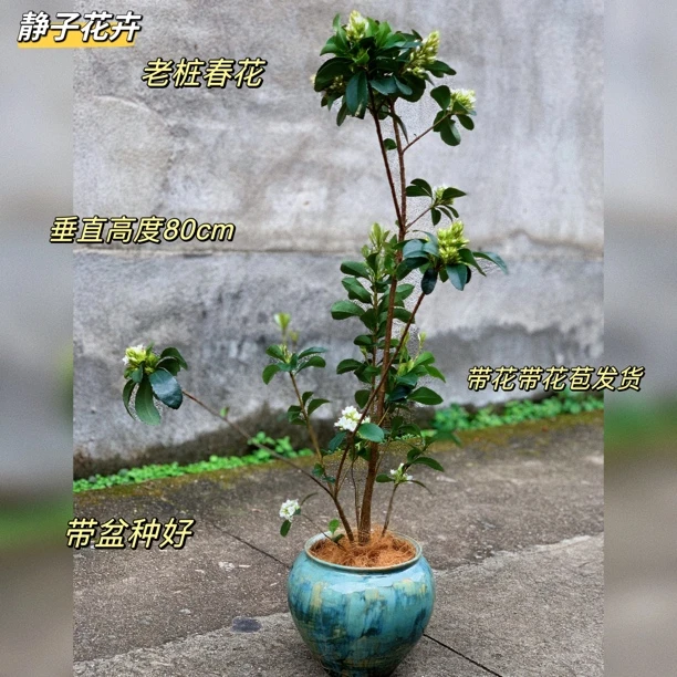 室内绿植茶台开花植物老桩春花木属四季常青桌面盆栽带盆种好