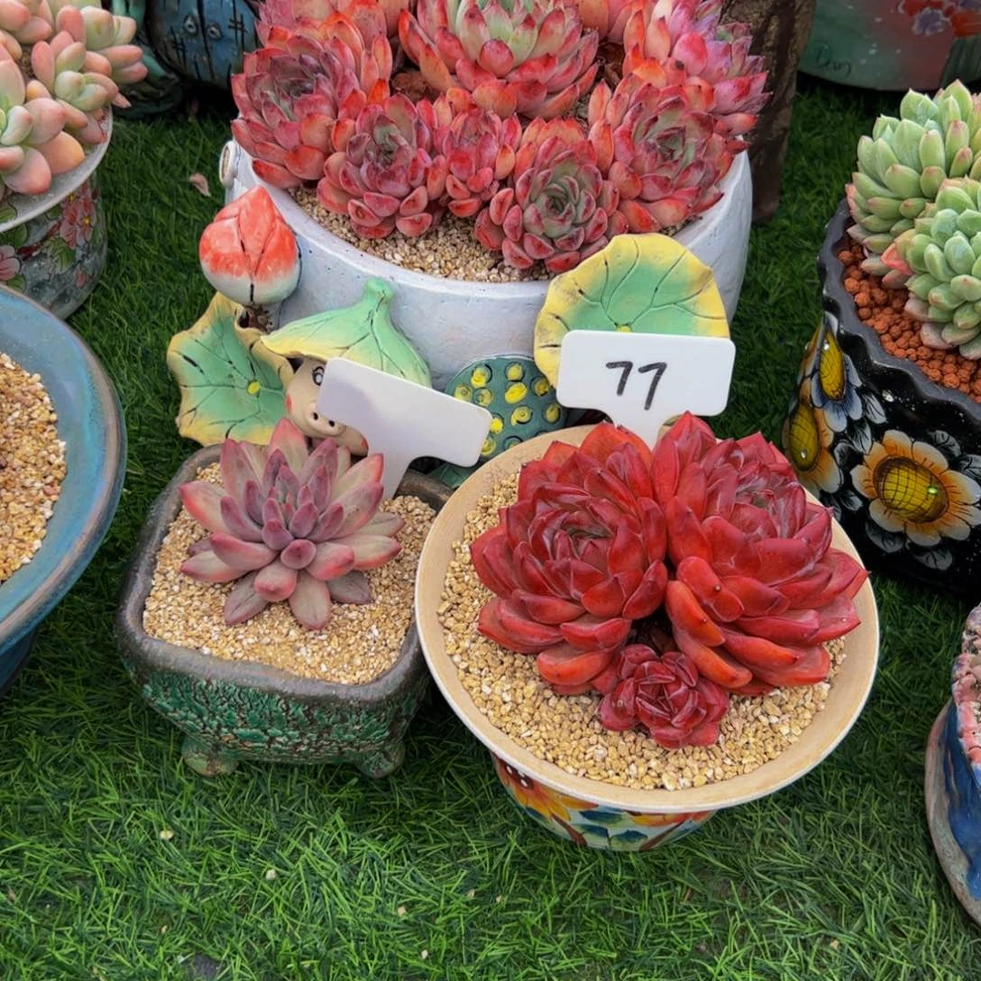 噼****?三颗一起多肉植物