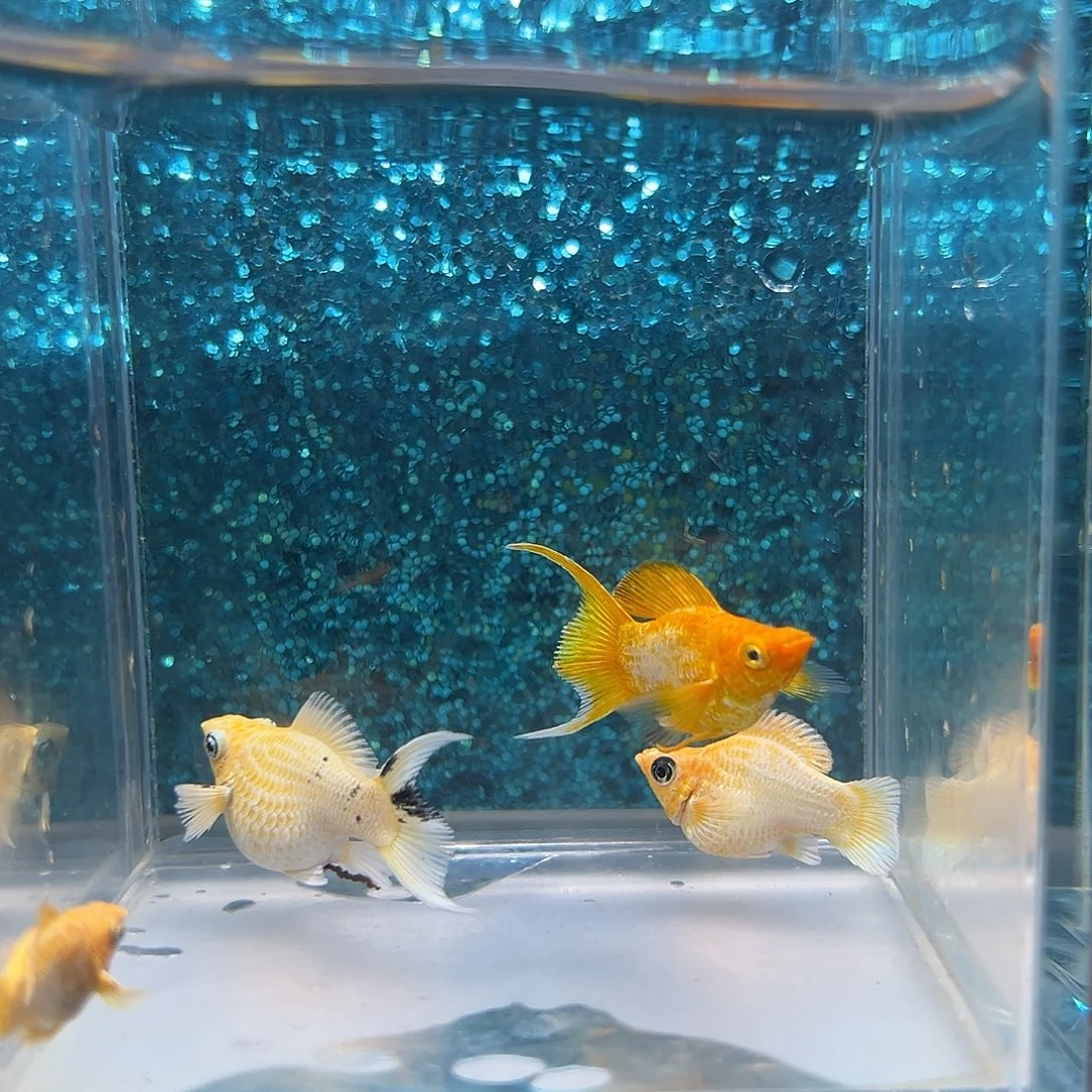 孔雀鱼黄金玛丽两对0046