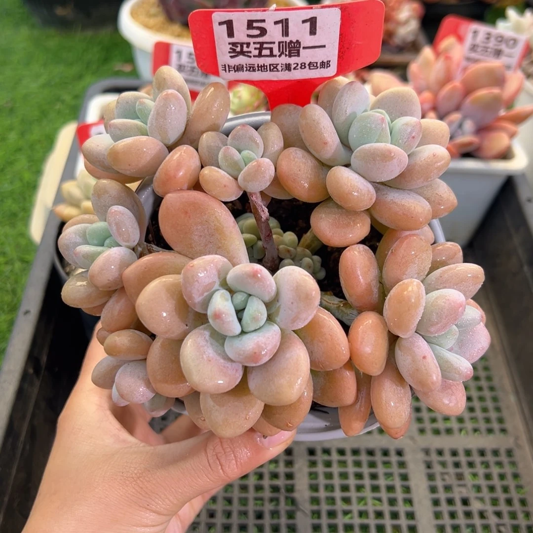 表妹精品多肉1511.