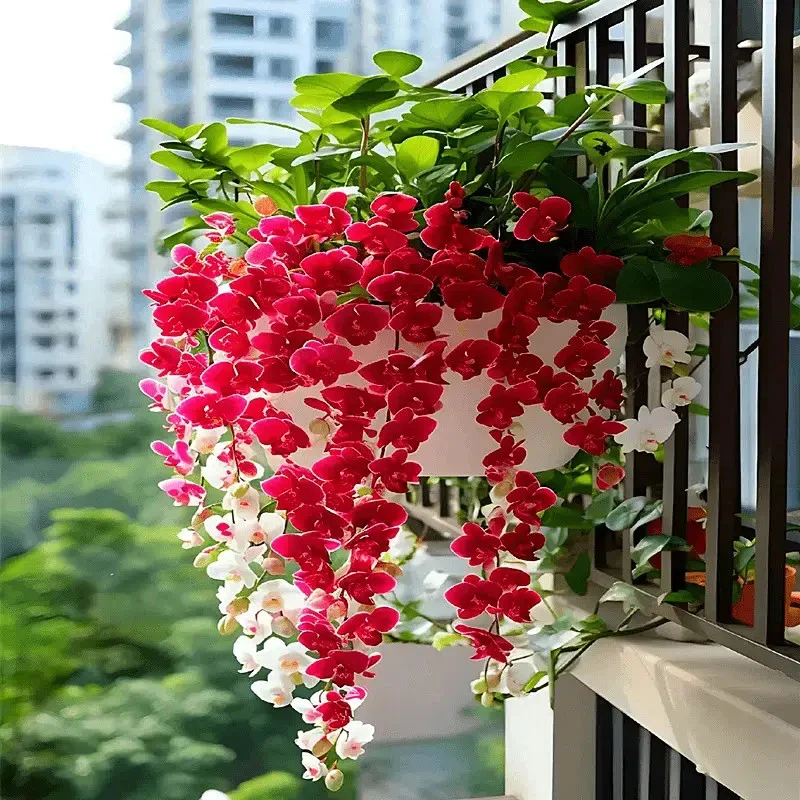 【垂丝石斛兰】浓香型花卉四季开花耐寒植物室内外高档家庭盆栽阳