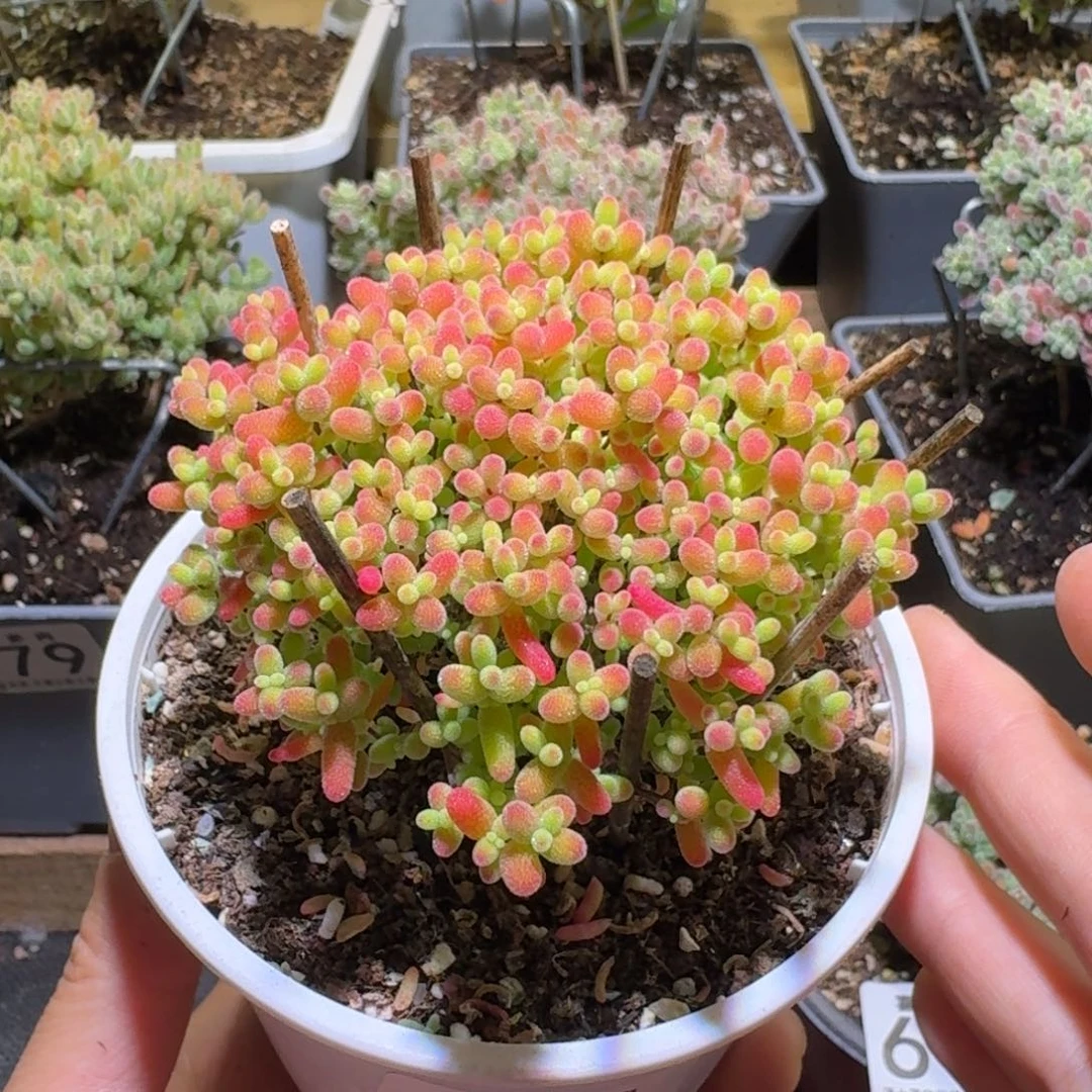 蜜橘糖球枝干番杏983