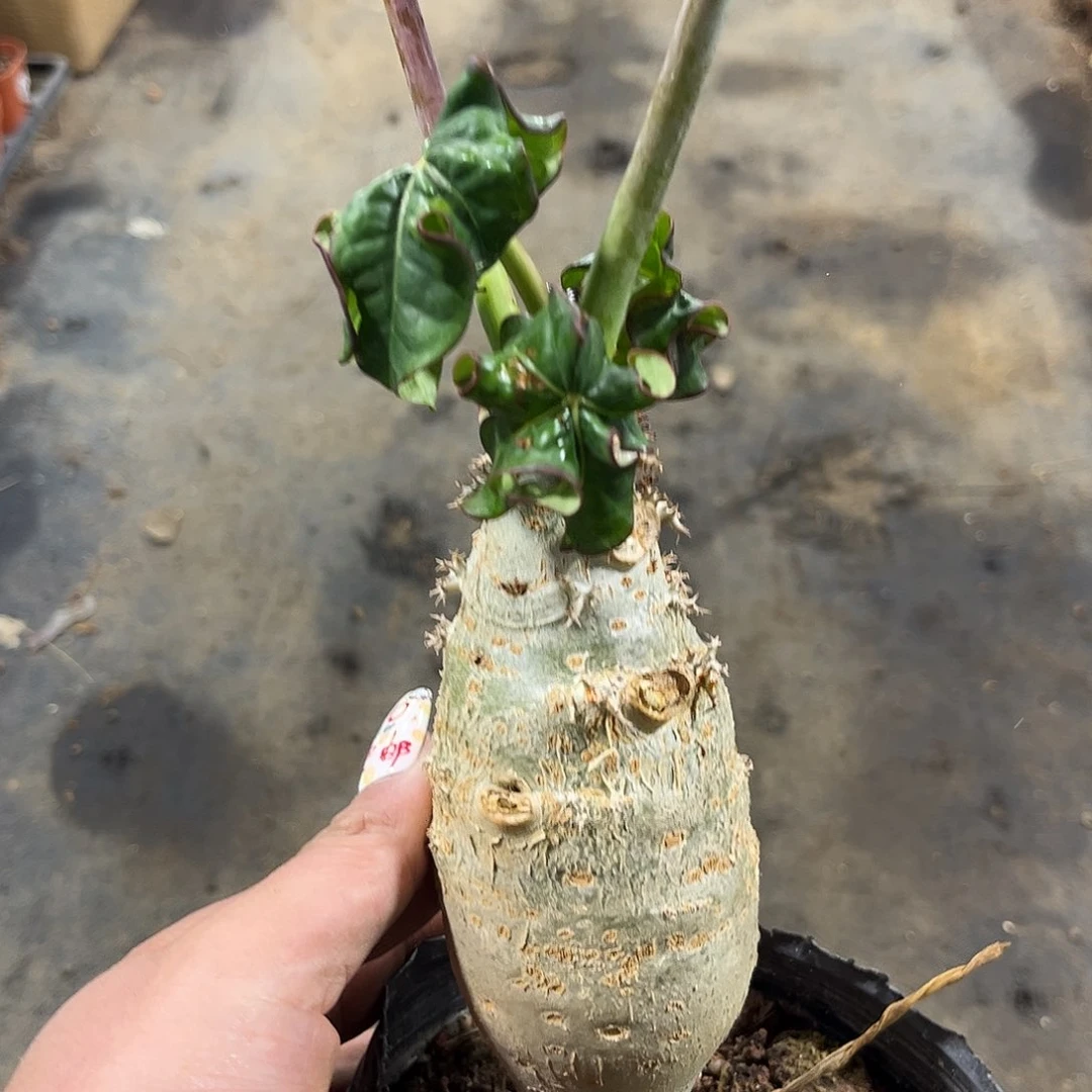 大号佛肚海棠单头发货