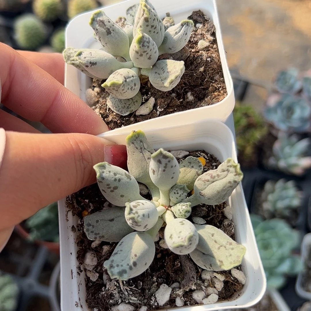 多肉植物多肉植物