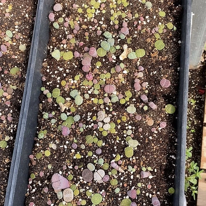 清框生石花腿长一筐