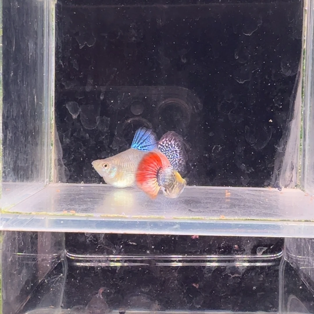 孔雀鱼七彩龙鳞球1对