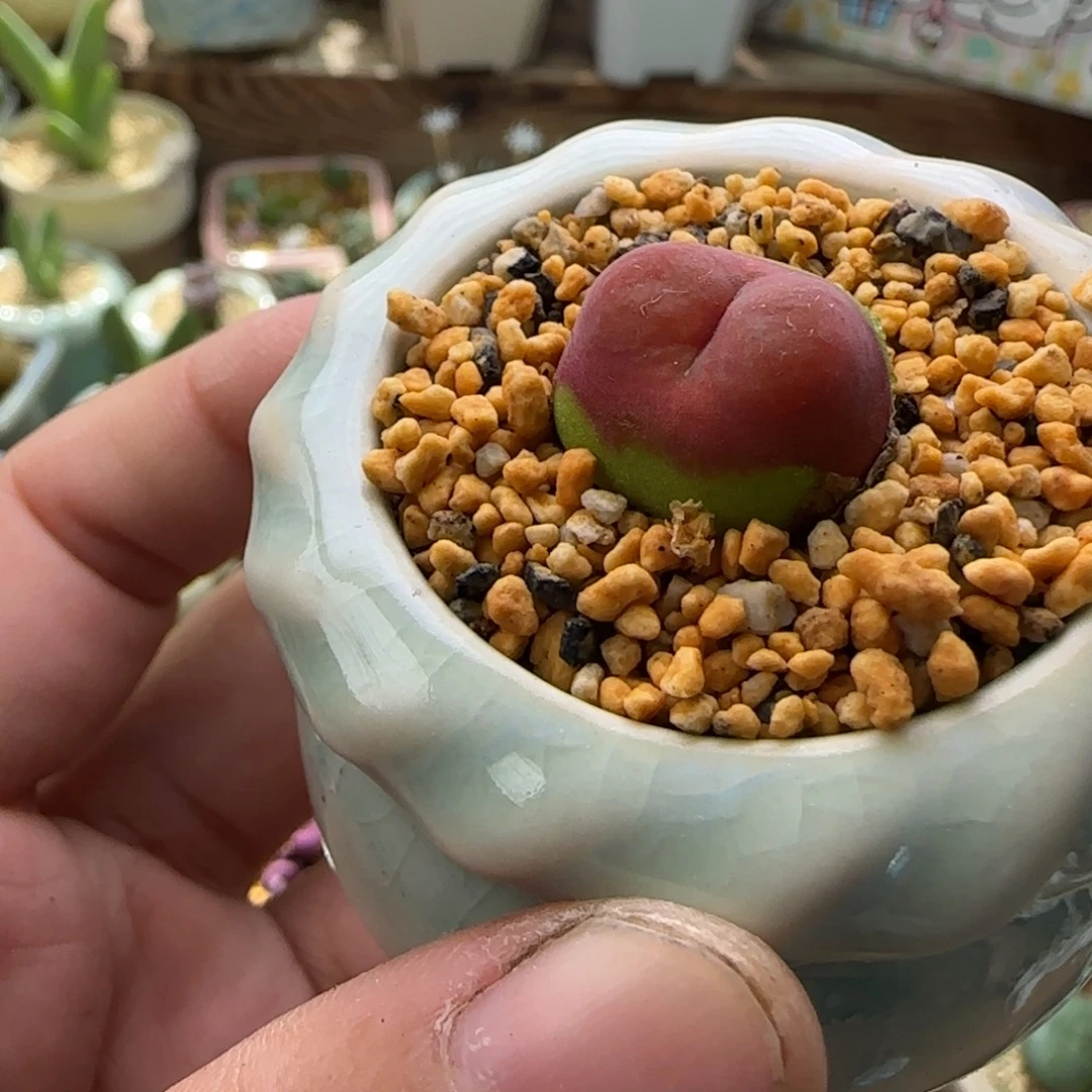 4954-一物一拍 带盆 水蜜桃 1430.5