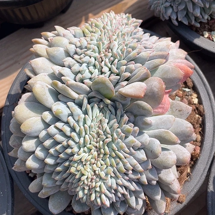 石榴子星影缀化多肉