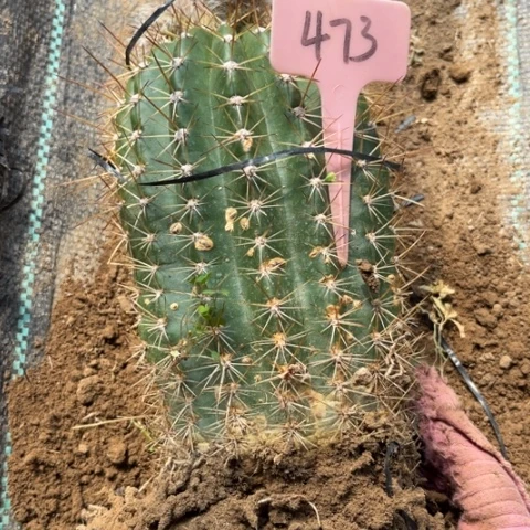 清清1号毛花柱微瑕473号