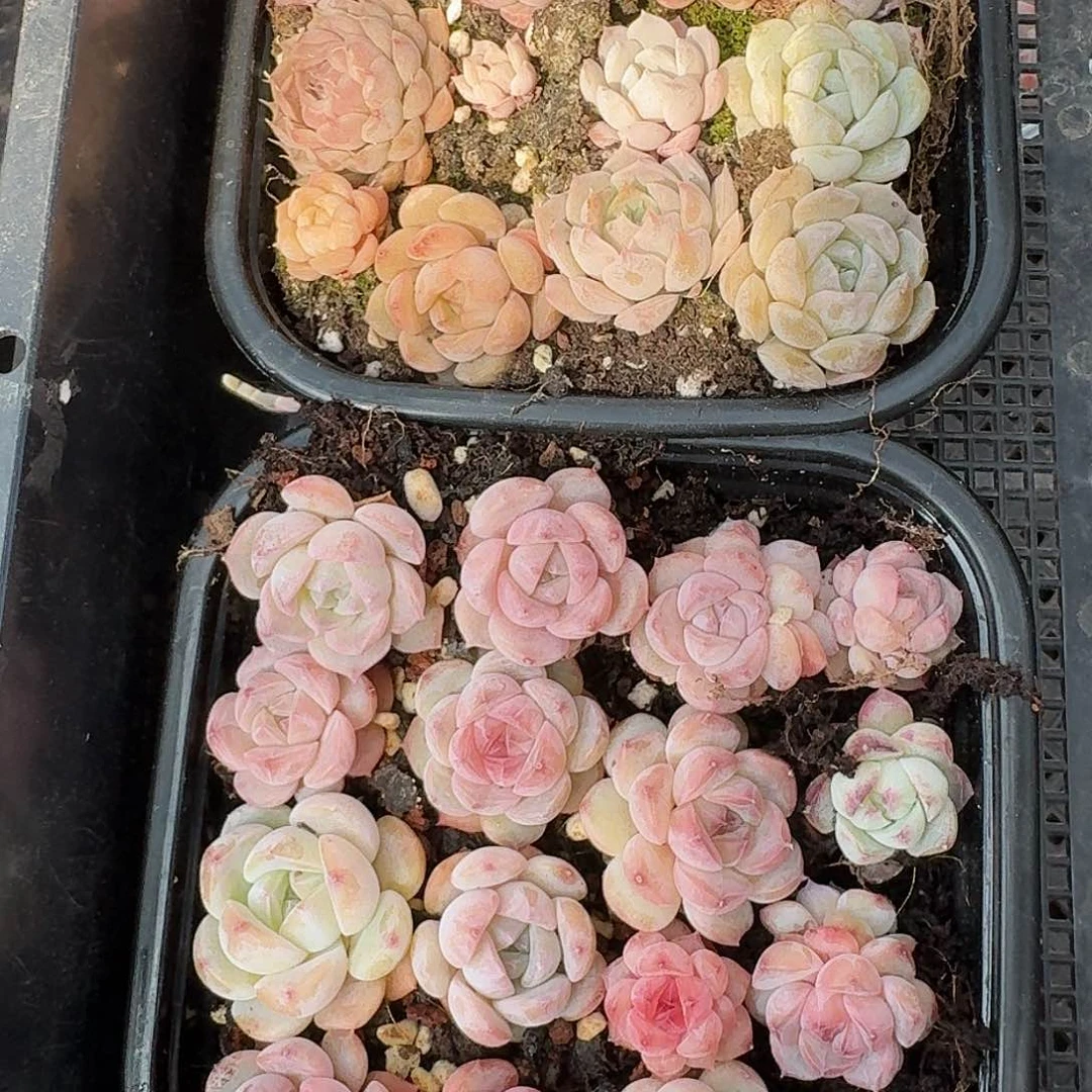 杂交新品珍妮多肉482