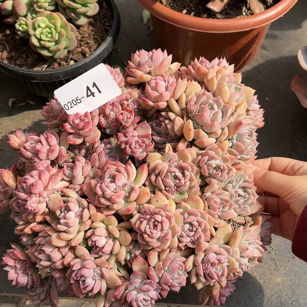 同温层多肉霜花41