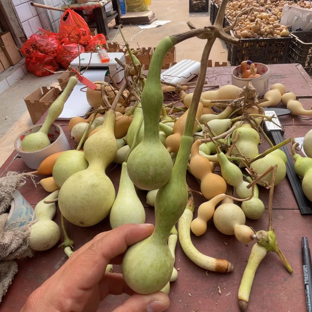 疯***癫文玩葫芦吊坠项链