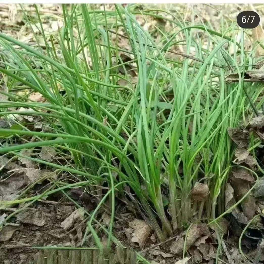 东北野生现挖小根蒜大脑瓜新鲜山野菜