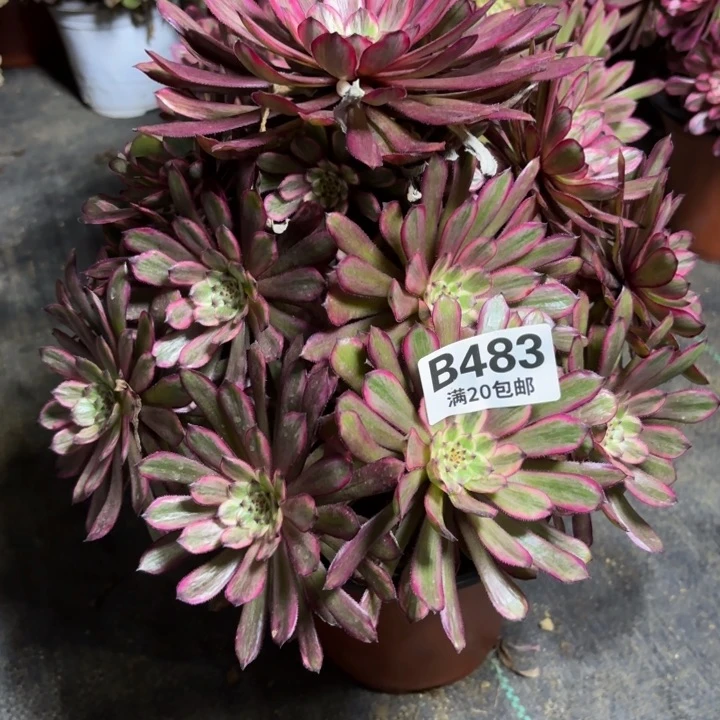 瑞妈一物一拍483