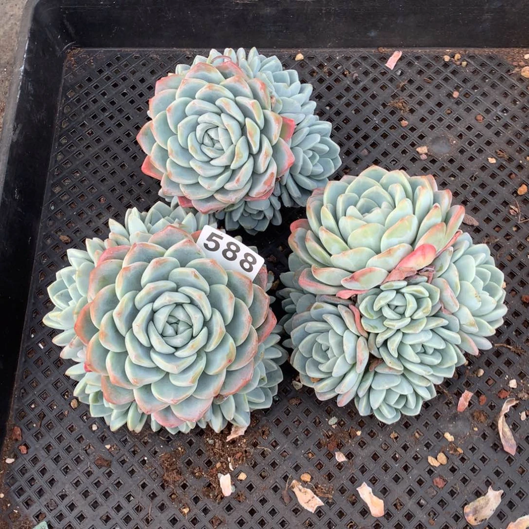 远*588冰玉手捧多肉植物