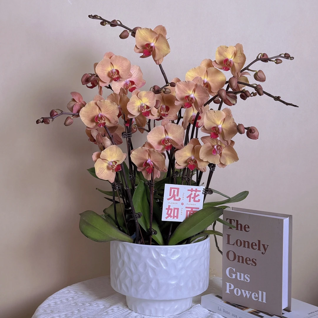 鼎胜【黄金万两】蝴蝶兰盆栽花卉观花植物室内四季开花耐旱陶瓷盆