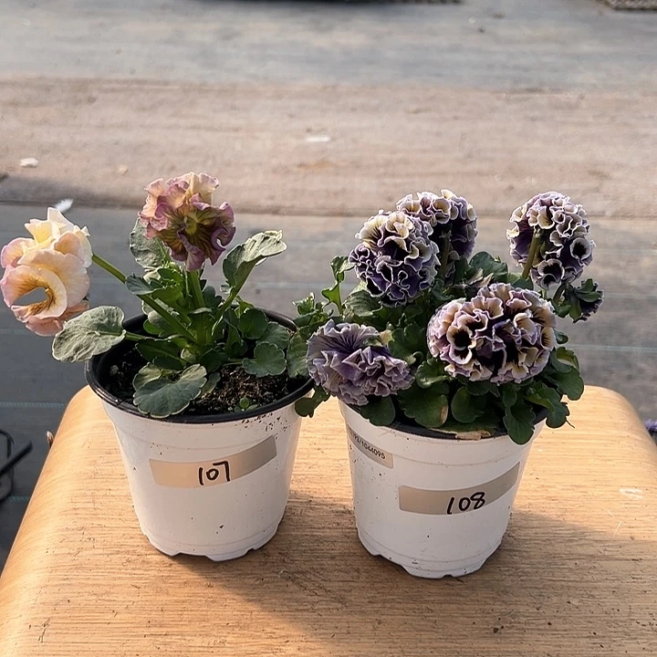 红陶抖音直播闪拍107-108