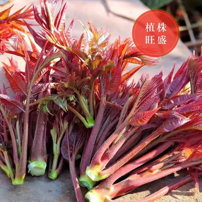 香椿种子四季种植家庭阳台小院盆栽地栽四季种植