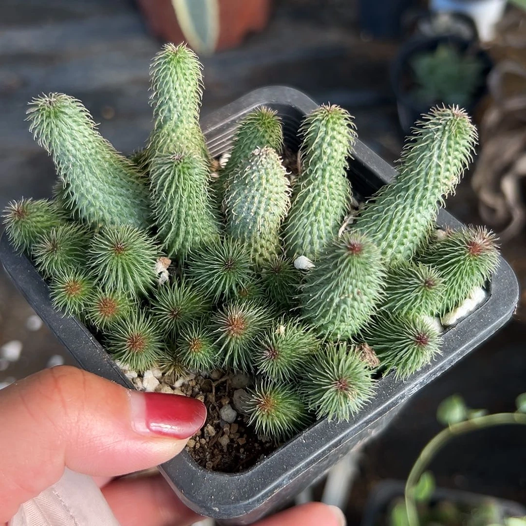 多肉植物啊修罗群