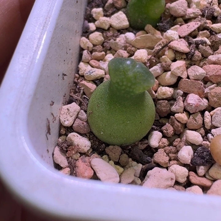 79号小葫芦一物一拍0.9+