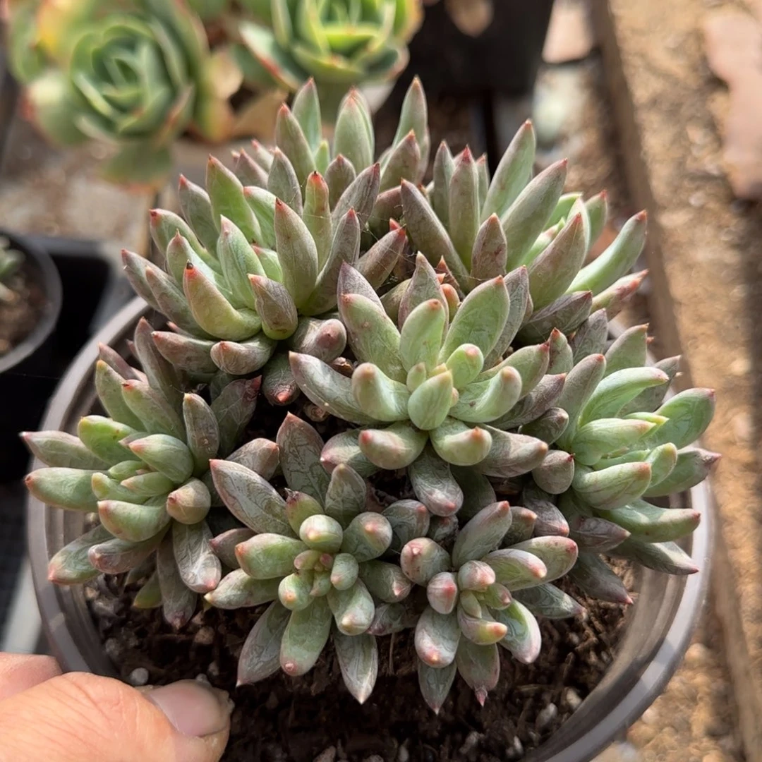 炫彩星一物一拍包装收缩花旱