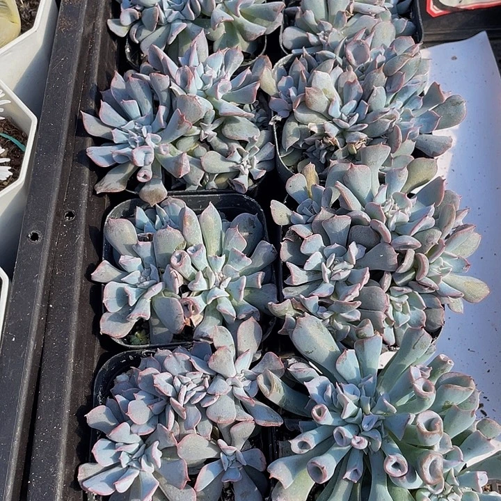 猪鼻子带盆土发货