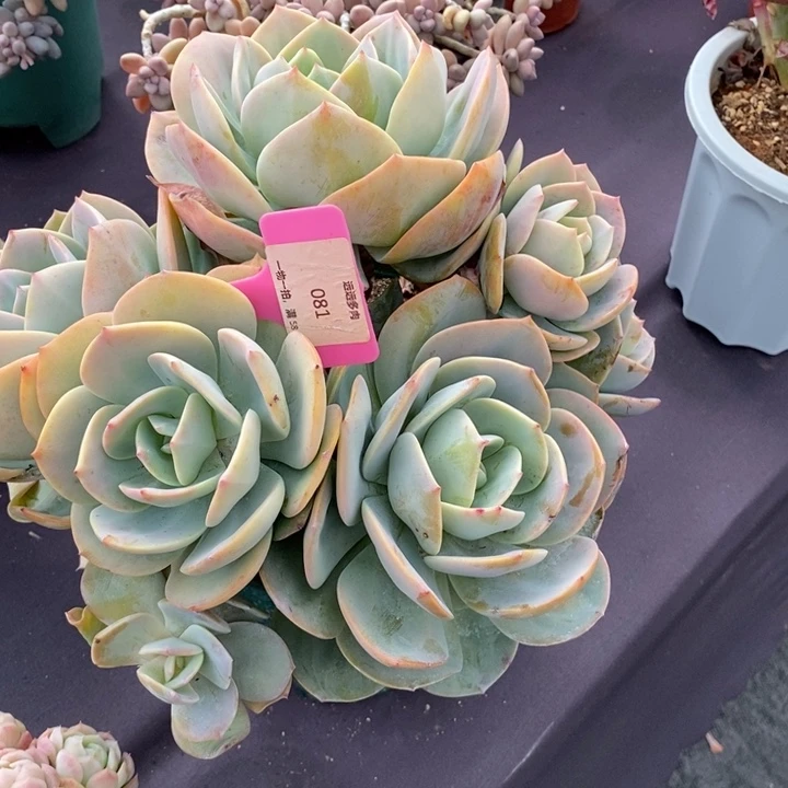 081白凤肉肉肉肉肉