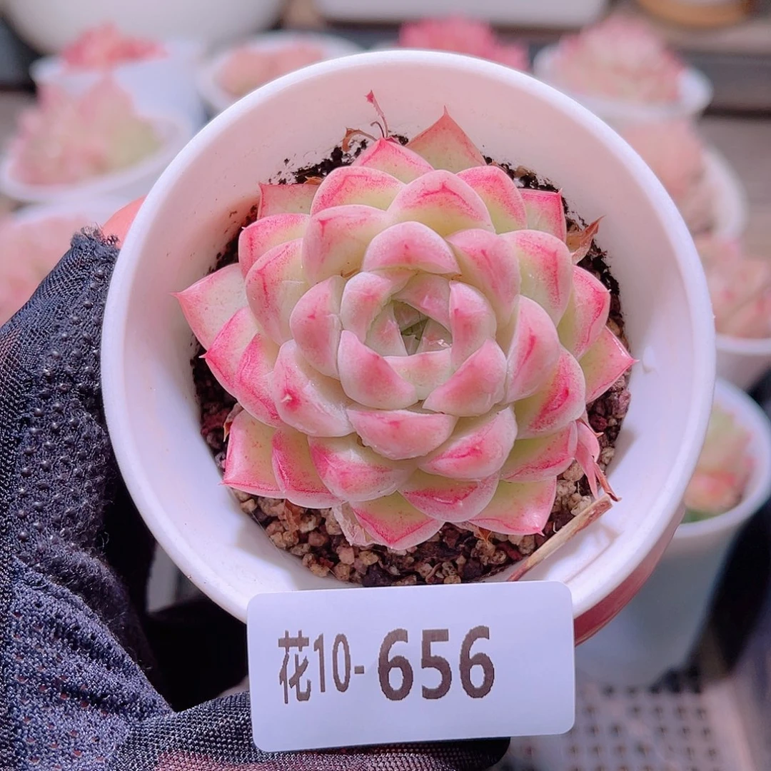 花利美10-656女王