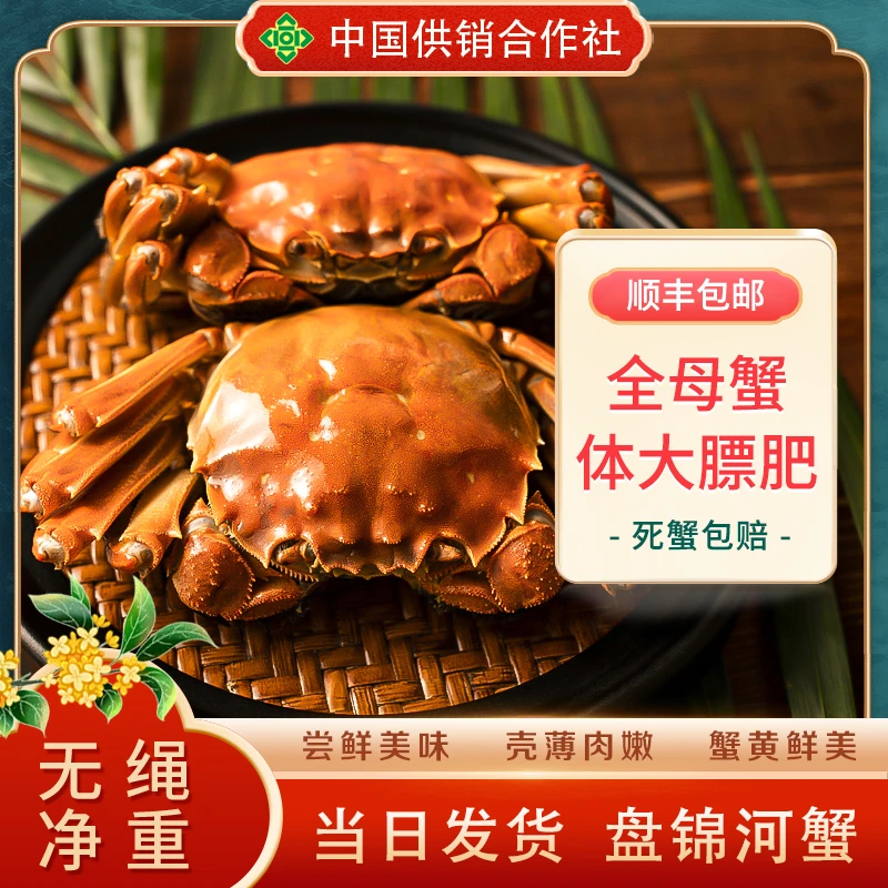 【活蟹】盘锦河蟹母蟹（1.4—1.6两/只）净重1.8斤 稻田蟹 供销社甄选