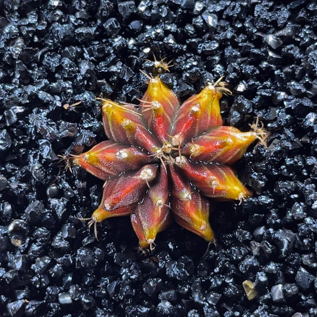 金灿灿 萨拉曼尼 米哈仙人球