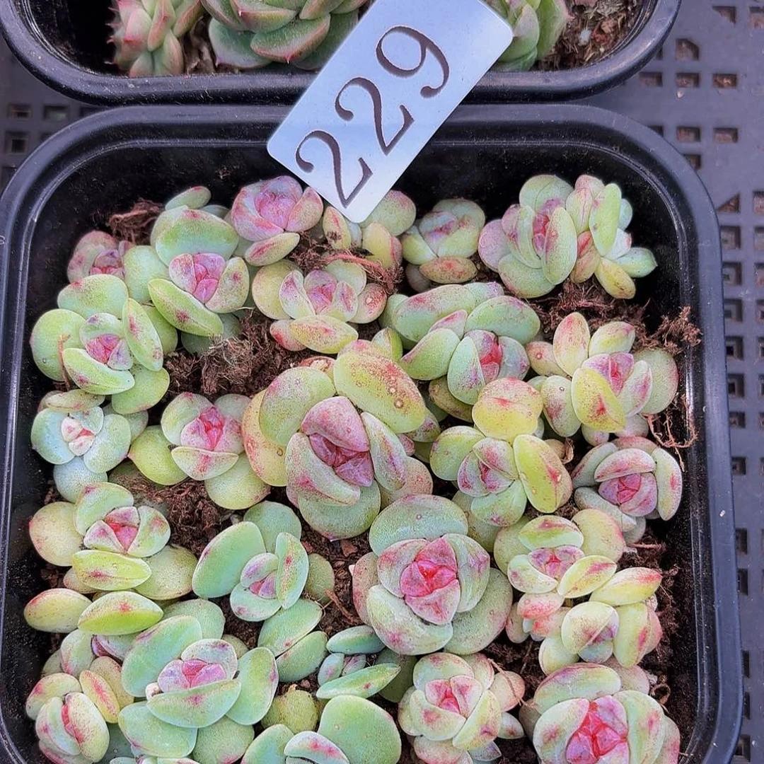 +**～多肉植物多肉植物229