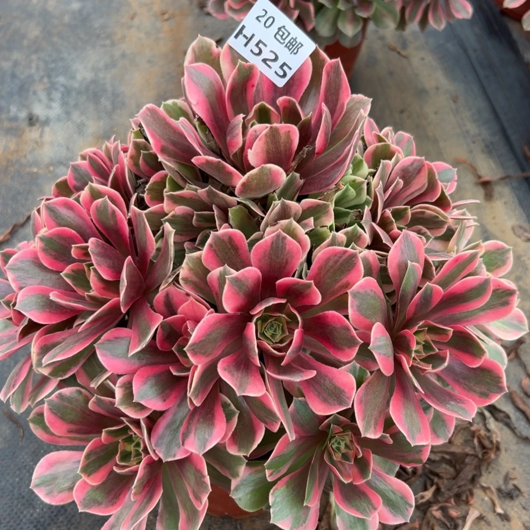 525女妖，多肉法师