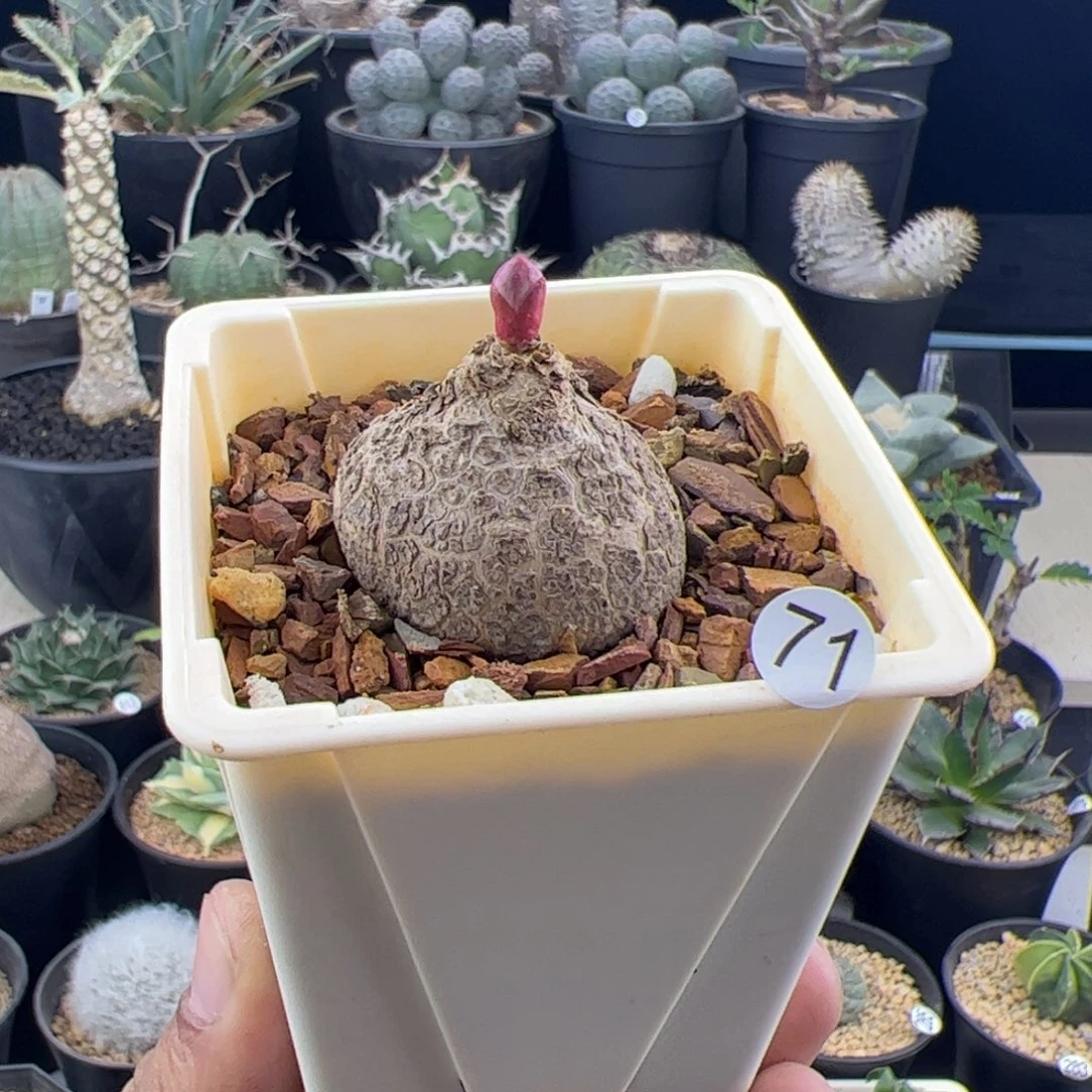 玫瑰大戟一物一拍