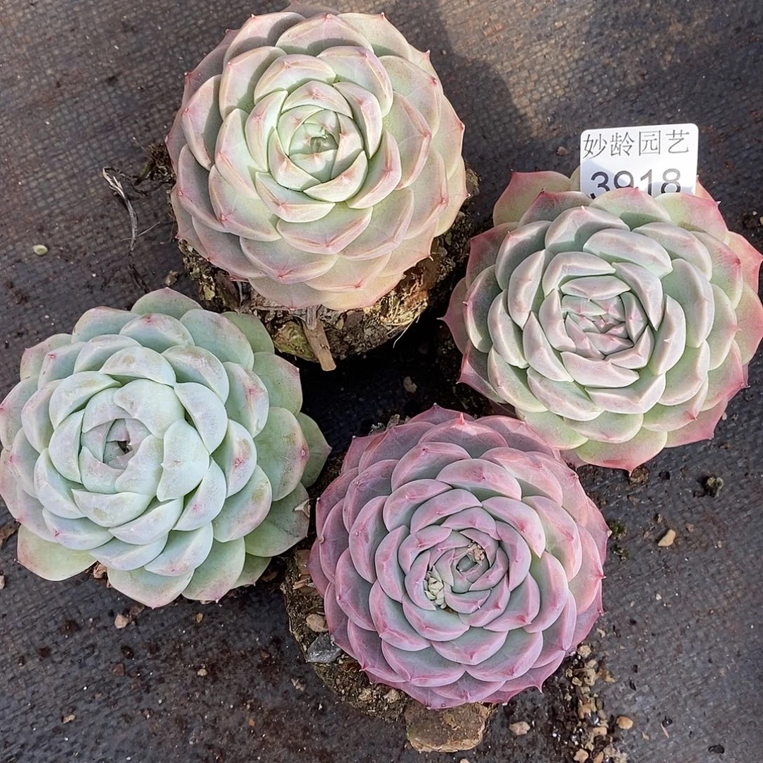 3918四颗开播福利～8厘米