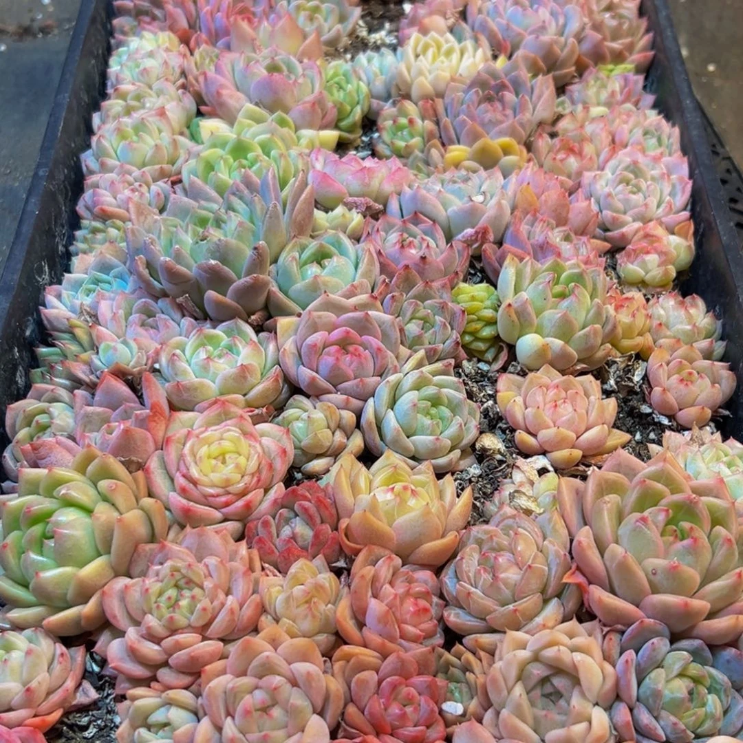 688多肉葡萄的味道真的是很