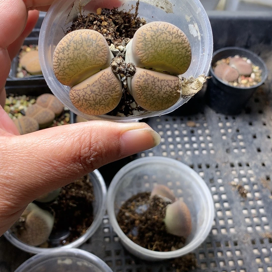 蓝*～D327多肉植物保护