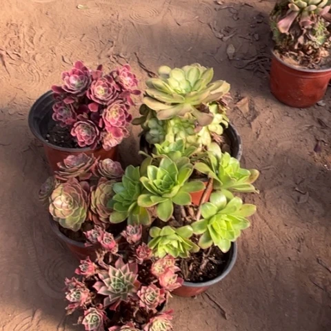 739多肉植物组合，
