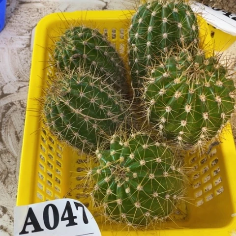 种子苗毛花柱a 047