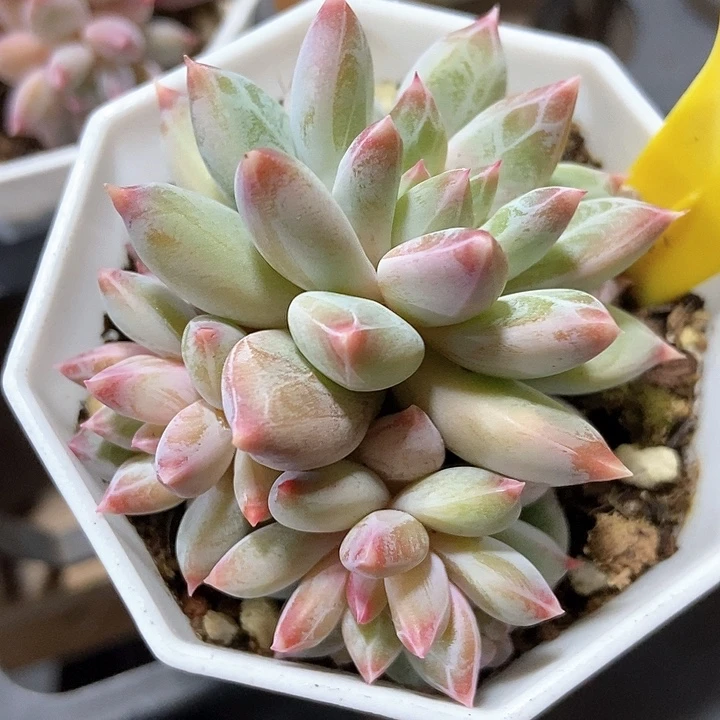 多肉植物幻影美人2-2