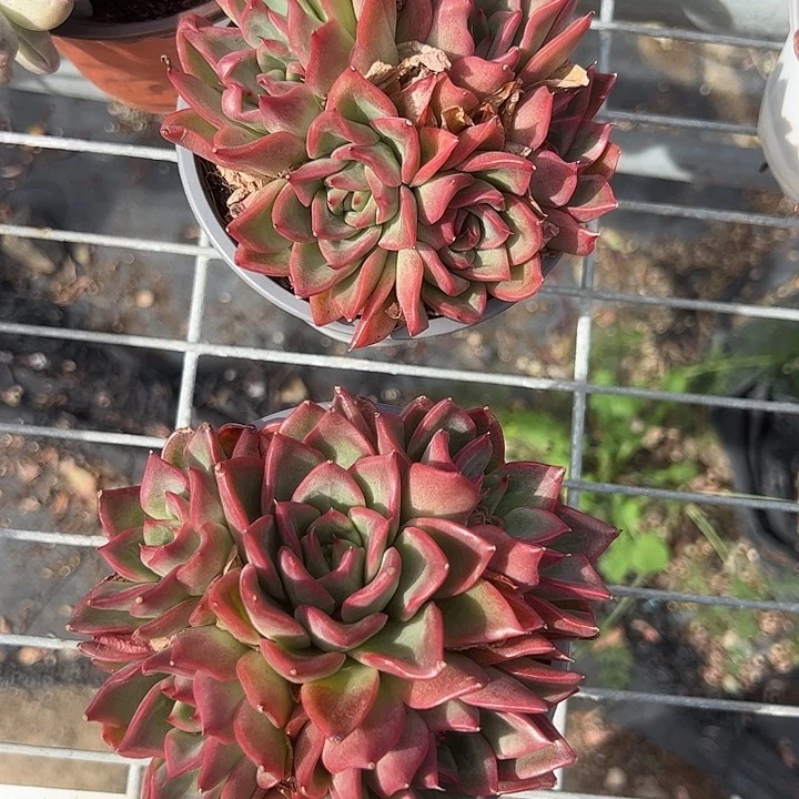 弗洛瑞安呐多肉植物精品
