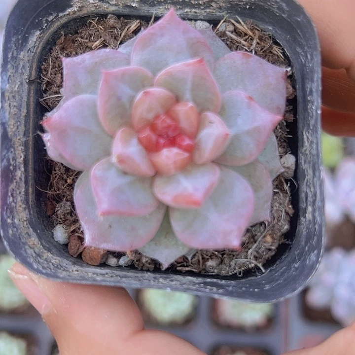 风华正茂精品多肉植物大战