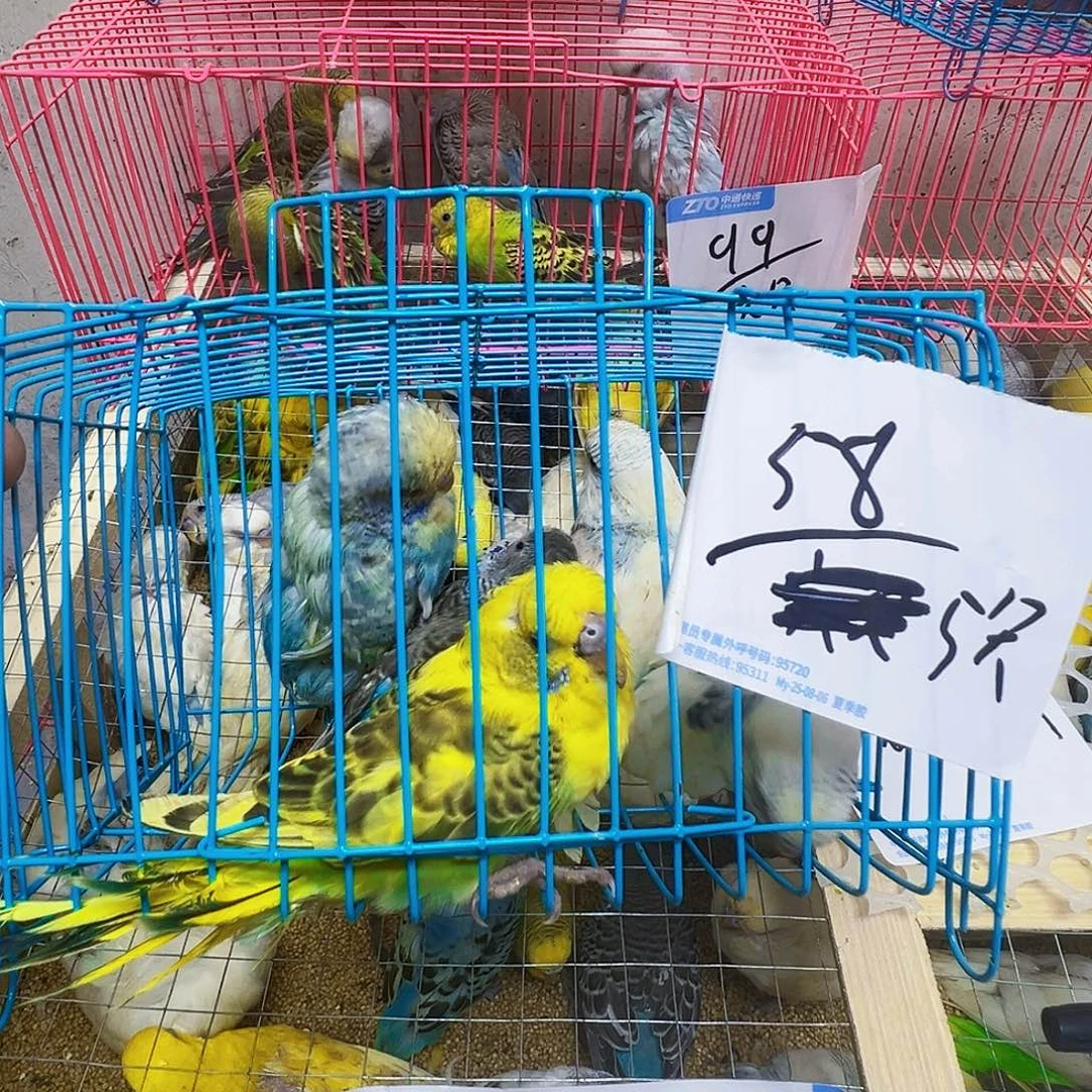 虎皮鹦鹉瘦不包活